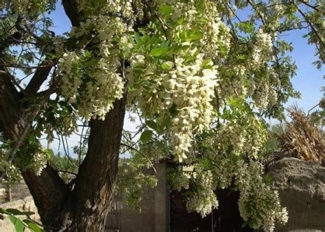 楊槐樹花|楊槐樹：綠化首選植物